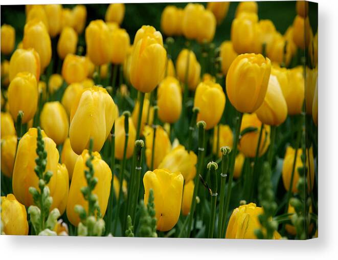 Tulip Canvas Print featuring the photograph Yellow Tulip Sea by Jennifer Ancker