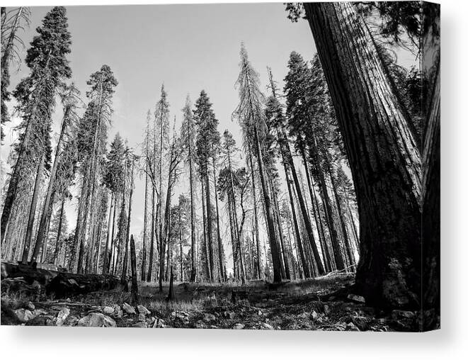 Yosemite Canvas Print featuring the photograph Yosemite Forest by David Hart