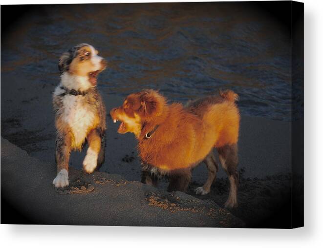 Dogs Canvas Print featuring the photograph You don't say by Richard Hinger
