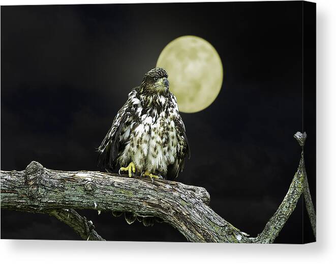 Eagle Canvas Print featuring the photograph Young Bald Eagle by Moon Light by John Haldane
