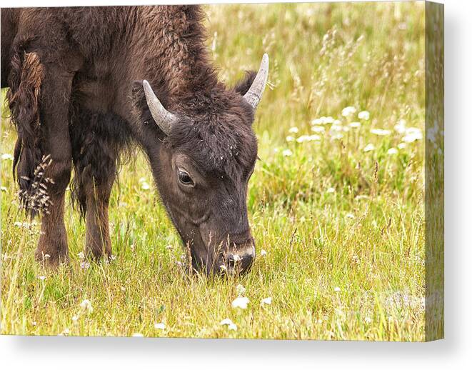 Nature Canvas Print featuring the photograph Young Bison by Belinda Greb
