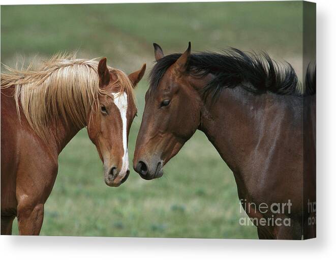00340208 Canvas Print featuring the photograph Young Mustang Bachelor Stallions by Yva Momatiuk John Eastcott