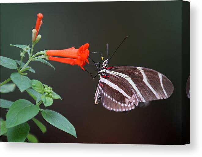 Florida Canvas Print featuring the photograph Zebra Longwing by Juergen Roth