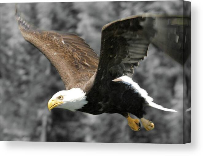 Wildlife Canvas Print featuring the photograph Zeroed In by Arthur Fix