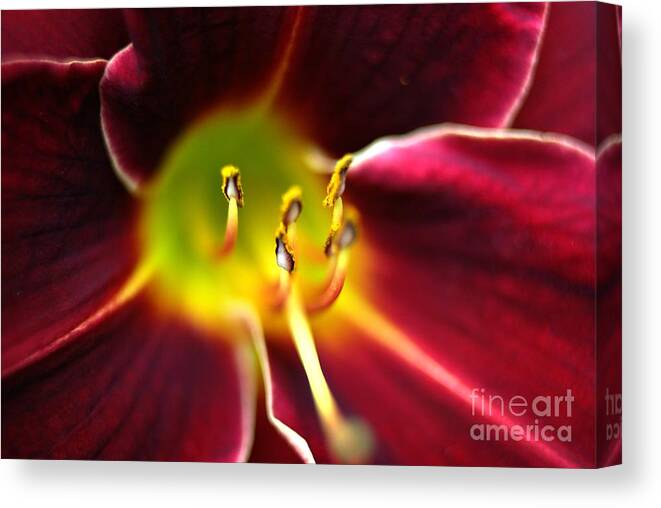 Red Lily Canvas Print featuring the photograph Lily Detail by Amalia Suruceanu