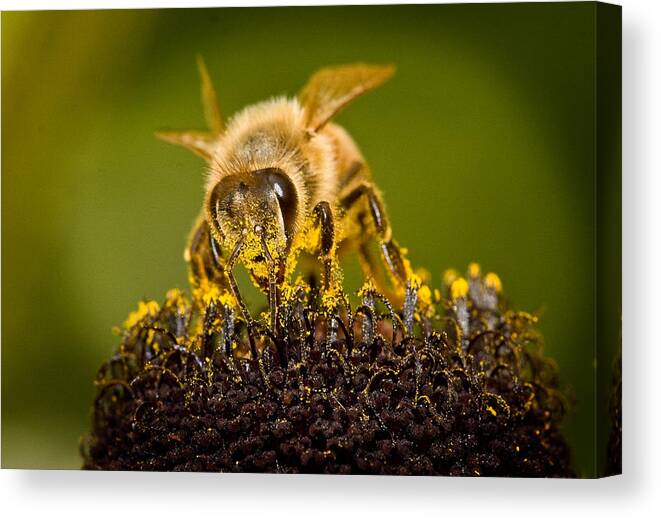 Bee There Canvas Print featuring the photograph Bee There #2 by Jean Noren