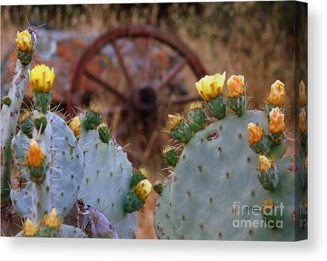 Old West Canvas Print featuring the photograph Desert Bloom #1 by Patrick Witz