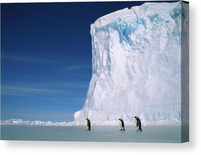 Mp Canvas Print featuring the photograph Emperor Penguin Aptenodytes Forsteri #1 by Pete Oxford