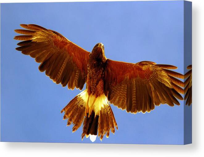 Harris Hawk Canvas Print featuring the photograph Harris Hawk #6 by Tam Ryan