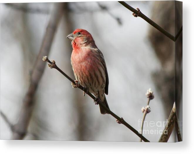 Finch Canvas Print featuring the photograph House finch #1 by Lori Tordsen