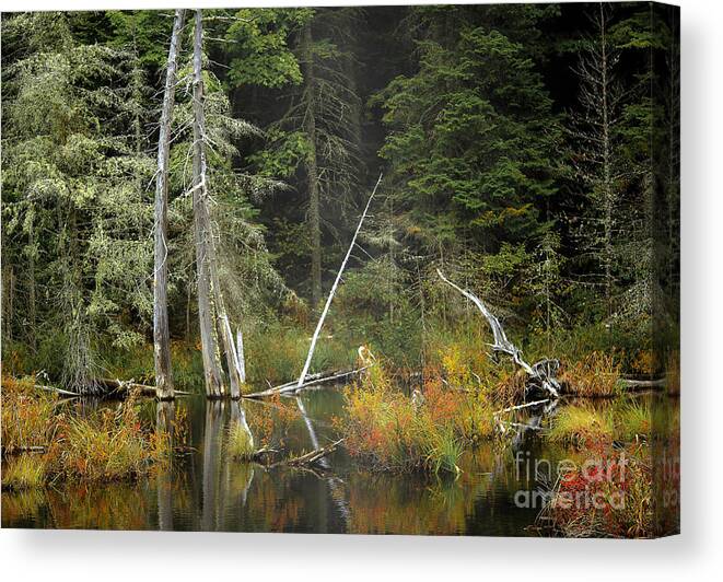 Foggy Canvas Print featuring the photograph Into the Fog by Brenda Giasson