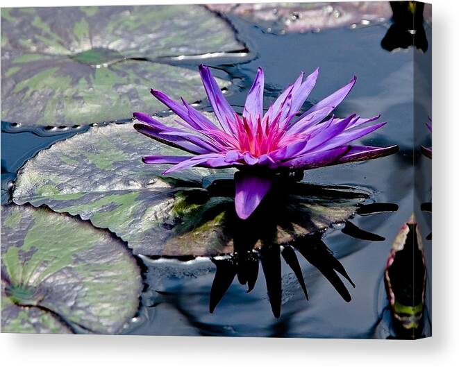 Lily Pad Canvas Print featuring the photograph Lily Pad With Flower by Athena Mckinzie