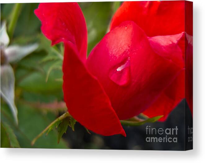 Red Rose Canvas Print featuring the photograph Lonely Teardrop #1 by Arlene Carmel