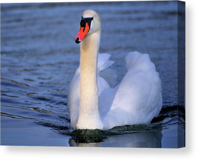 Mute Canvas Print featuring the photograph Peaceful #1 by Bill Dodsworth