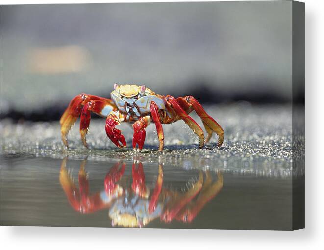 Mp Canvas Print featuring the photograph Sally Lightfoot Crab Grapsus Grapsus #1 by Tui De Roy