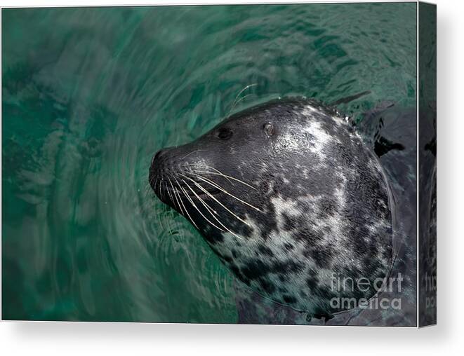 Seal Canvas Print featuring the photograph Seal #1 by Jorgen Norgaard