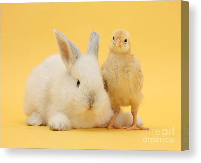 Nature Canvas Print featuring the photograph White Rabbit And Bantam Chick On Yellow #1 by Mark Taylor