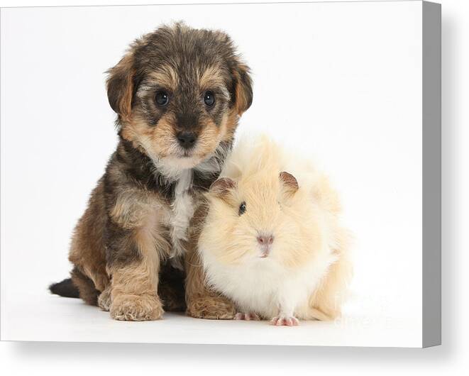 Nature Canvas Print featuring the photograph Yorkipoo Pup With Guinea Pig #1 by Mark Taylor