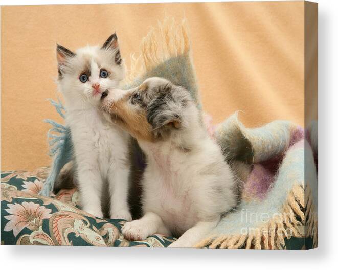 Animal Canvas Print featuring the photograph Kitten And Puppy #12 by Jane Burton