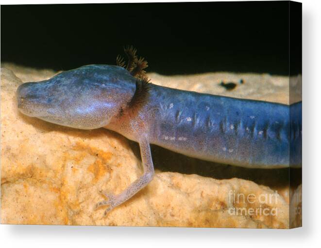 Fauna Canvas Print featuring the photograph Austin Blind Salamander #13 by Dante Fenolio