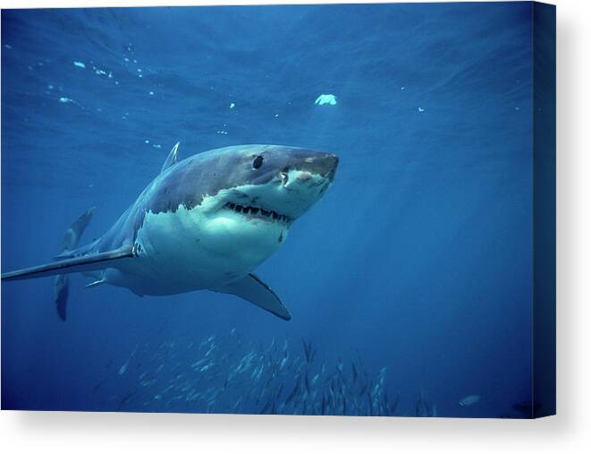 Mp Canvas Print featuring the photograph Great White Shark Carcharodon #2 by Mike Parry
