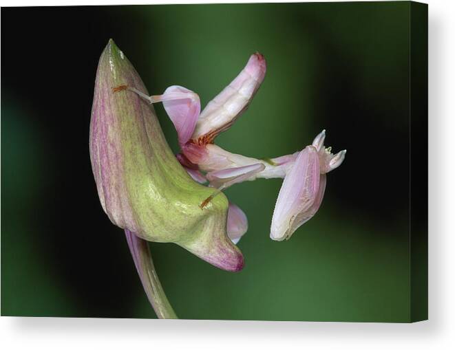 00785503 Canvas Print featuring the photograph Orchid Mantis Hymenopus Coronatus #5 by Thomas Marent