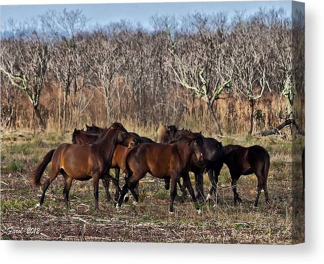 Equine Canvas Print featuring the photograph Wild Horses #2 by Farol Tomson