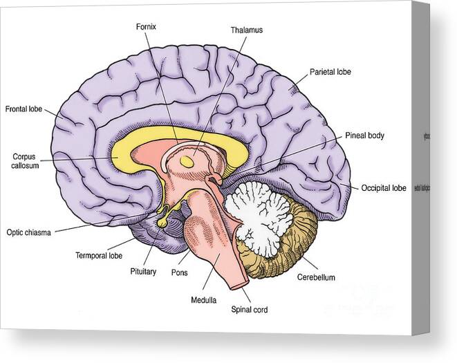 Anatomy Canvas Print featuring the photograph Illustration Of Human Brain #3 by Science Source