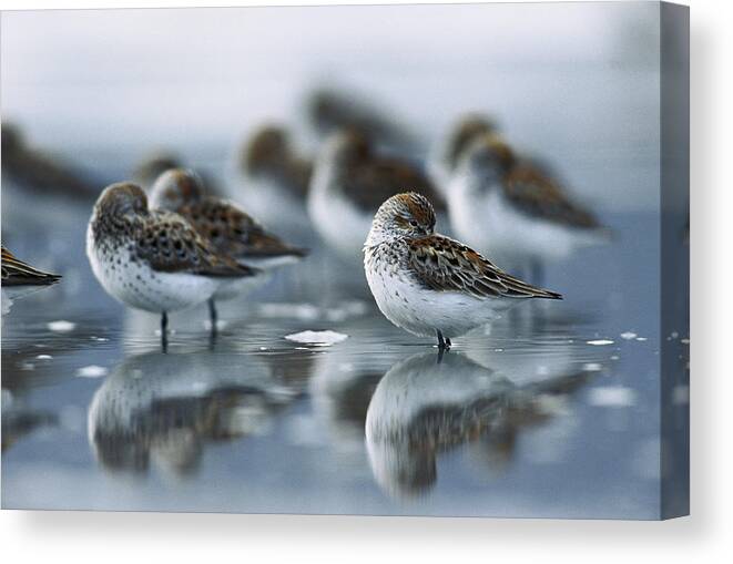 Mp Canvas Print featuring the photograph Western Sandpiper Calidris Mauri Flock #3 by Michael Quinton