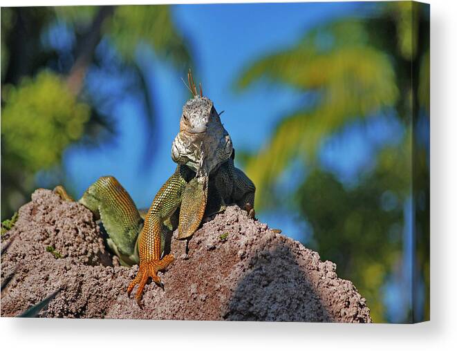 Iguana Canvas Print featuring the photograph 36- King Of The Hill by Joseph Keane