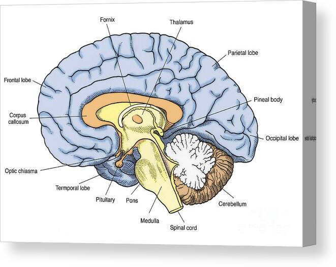 Anatomy Canvas Print featuring the photograph Illustration Of Human Brain #7 by Science Source