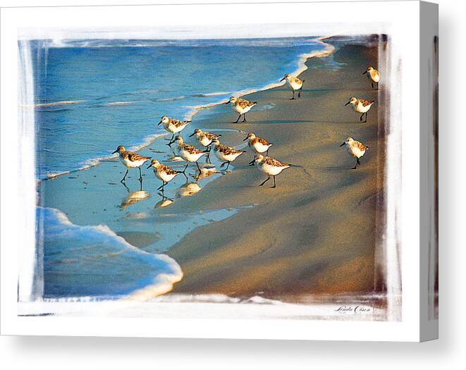 Sand Pipers Canvas Print featuring the photograph A bevy of pipers by Linda Olsen