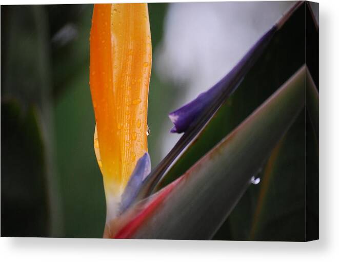Strelitzia Canvas Print featuring the photograph A Bird of Paradise I by Michelle Wrighton