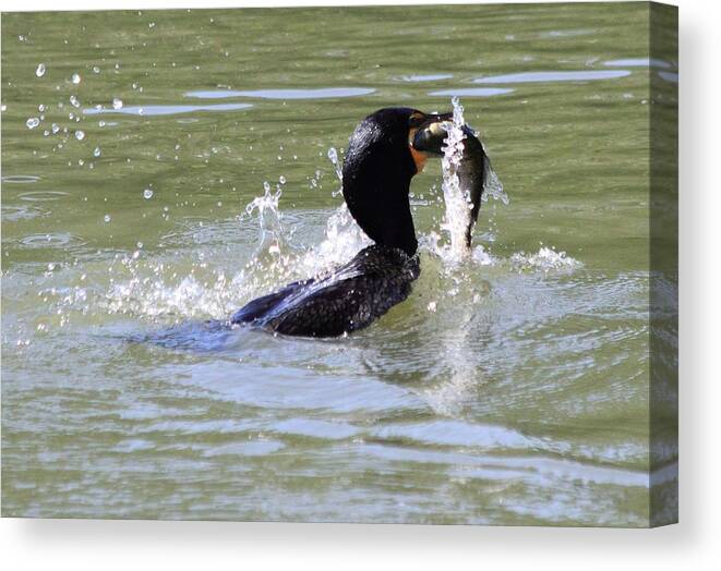 Cormorant Canvas Print featuring the photograph A Fresh Meal by Shane Bechler