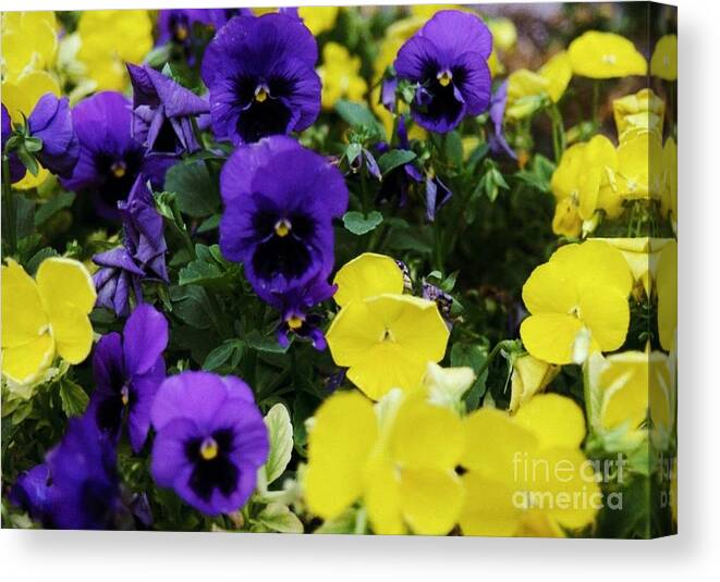 Purple/yellow Flowers Canvas Print featuring the photograph A Great Contrast by Kip Vidrine