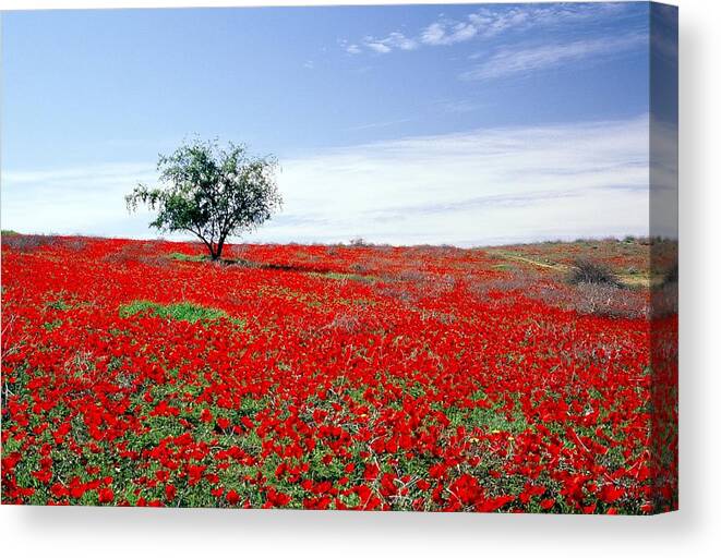 Red Canvas Print featuring the photograph A Tree in a red sea by Dubi Roman