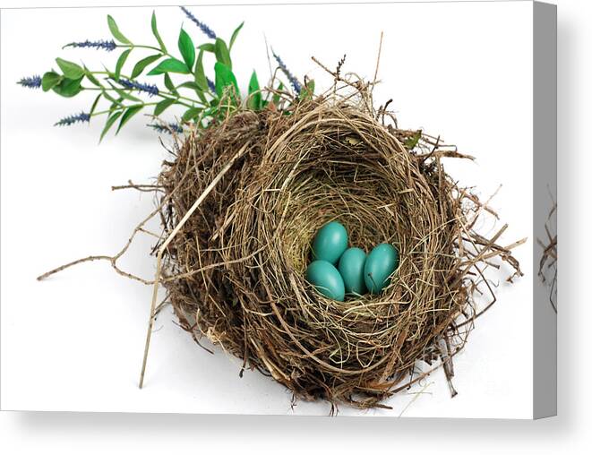 Animal Canvas Print featuring the photograph American Robin Nest by Photo Researchers, Inc.