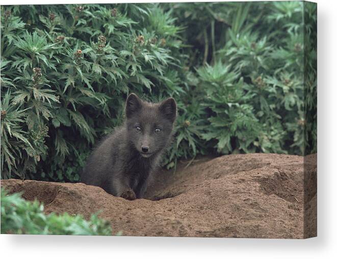 Mp Canvas Print featuring the photograph Arctic Fox Alopex Lagopus Pup At Burrow by Gerry Ellis