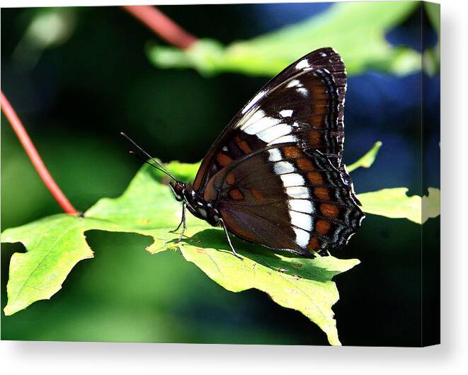 Butterfly Canvas Print featuring the photograph At Rest by Burney Lieberman