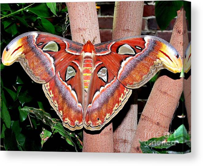 Moth Canvas Print featuring the photograph Atlas Moth by Kevin Fortier