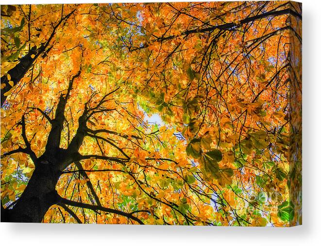 Orange Canvas Print featuring the photograph Autumn Sky by Hannes Cmarits