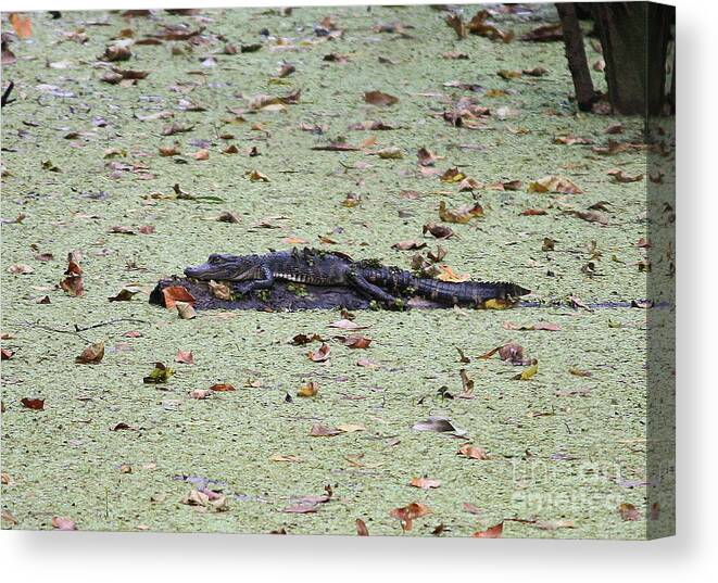Gator Canvas Print featuring the photograph Baby Gator in the Swamp by Carol Groenen