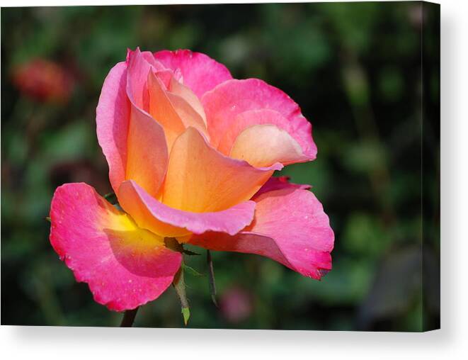 Baby Rose Canvas Print featuring the painting Baby Rose by Don Wright