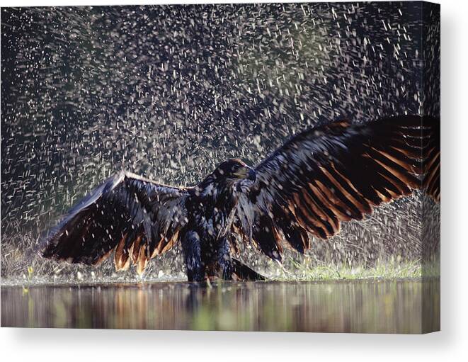 00170078 Canvas Print featuring the photograph Bald Eagle Juvenile Bathing In River by Tim Fitzharris