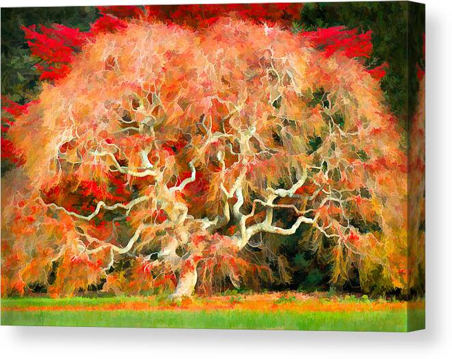 Japanese Maple Canvas Print featuring the photograph Bare Weeper by Steve Zimic