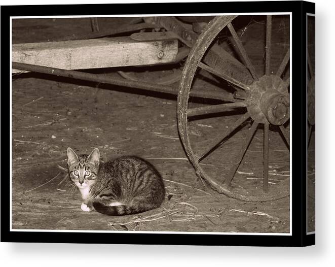 Black And White Canvas Print featuring the photograph Barn Cat II by Lora Mercado