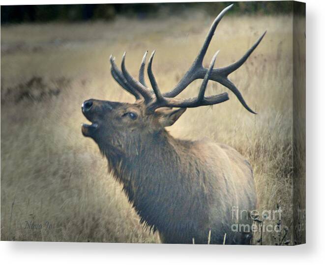 Elk Canvas Print featuring the photograph Battle Tested Elk Warrior by Nava Thompson