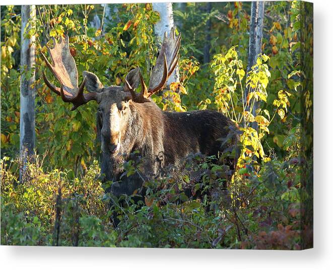 Nature Canvas Print featuring the photograph Big Bull Moose Early Morning Light by Duane Cross