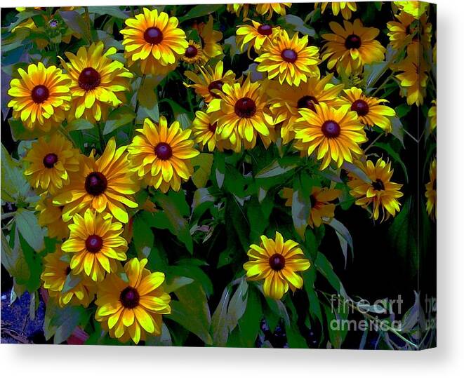 Greeting Cards Canvas Print featuring the digital art Black-Eyed Susans by Dale  Ford