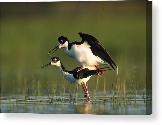 00171647 Canvas Print featuring the photograph Black Necked Stilt Couple Mating North by Tim Fitzharris